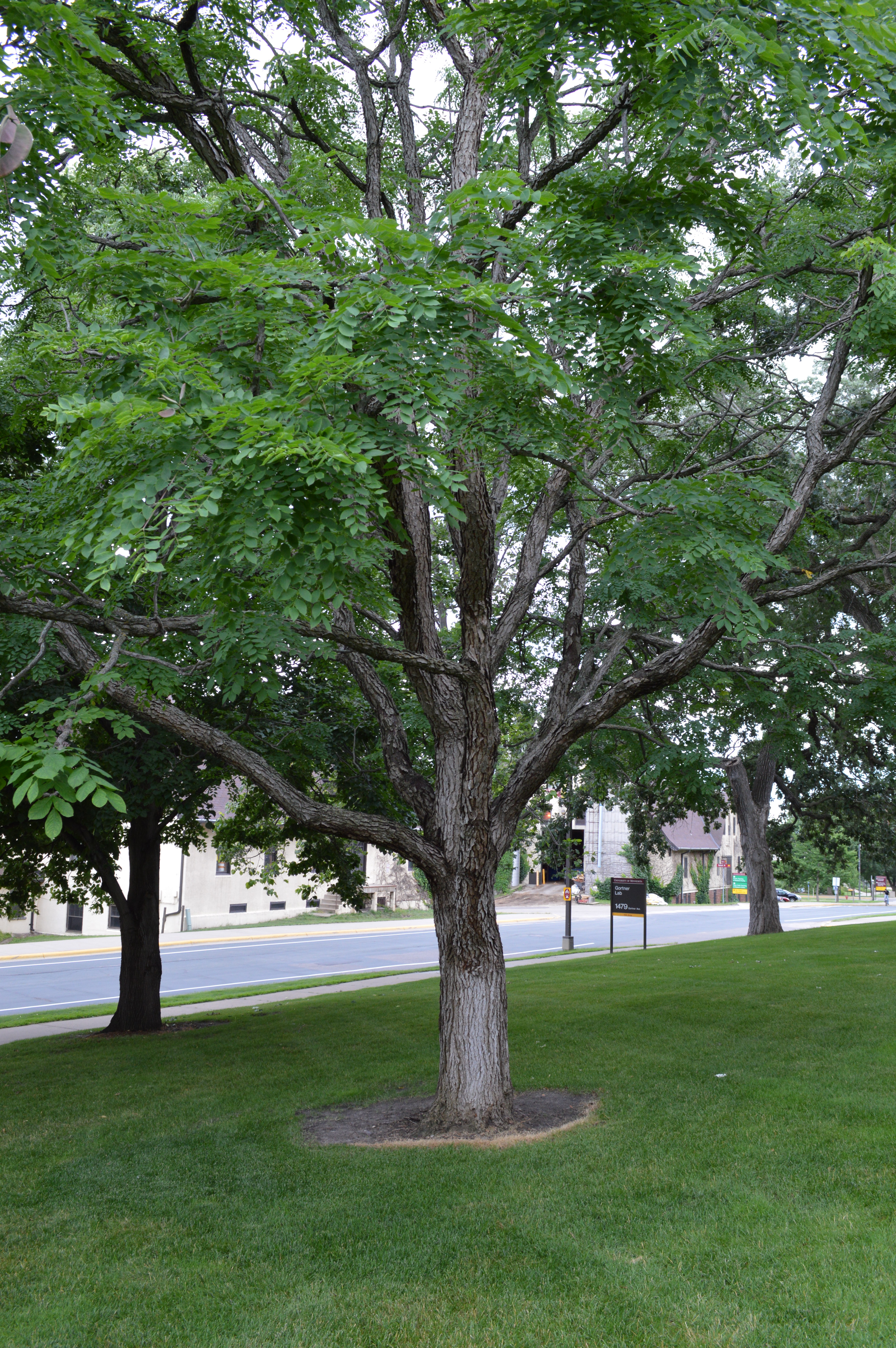 KENTUCKY COFFEETREE - GYMNOCLADUS DIOICUS | The UFOR Nursery & Lab
